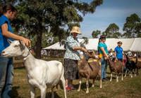 Hawkesbury Show Gallery